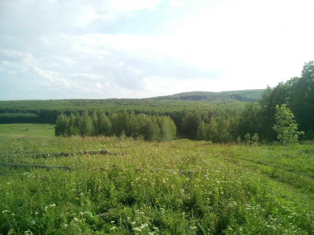 ЛЕС ЧЕМБУЛАТ (БОЛЬШЕМИКУШКИНСКАЯ ДУБРАВА).