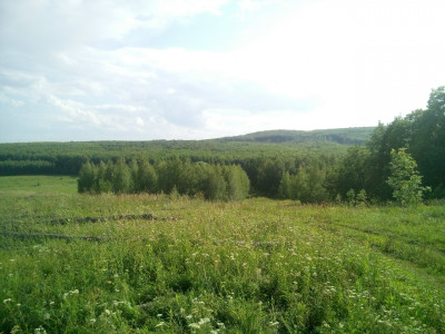 ЛЕС ЧЕМБУЛАТ (БОЛЬШЕМИКУШКИНСКАЯ ДУБРАВА).: фотография 1