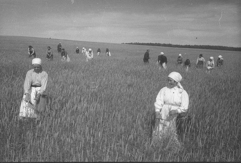 Сортовая прополка в колхозе «Красные ключи»