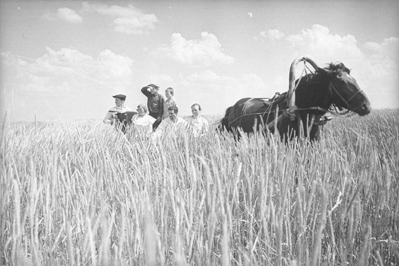 Бригадир-стахановец товарищ Марин в выходной день с семьей в поле
